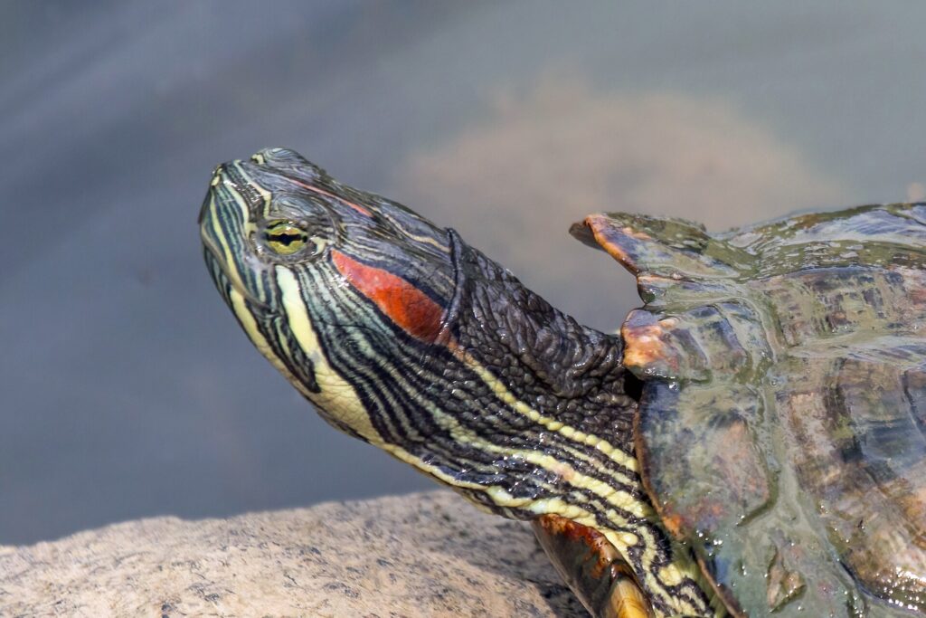 Красноухая черепаха Trachemys scripta elegans крупным планом: красная полоса за глазом