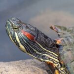 Красноухая черепаха Trachemys scripta elegans крупным планом: красная полоса за глазом