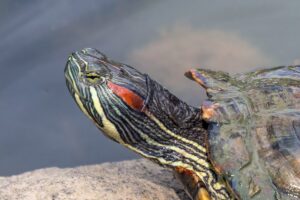 Красноухая черепаха Trachemys scripta elegans крупным планом: красная полоса за глазом