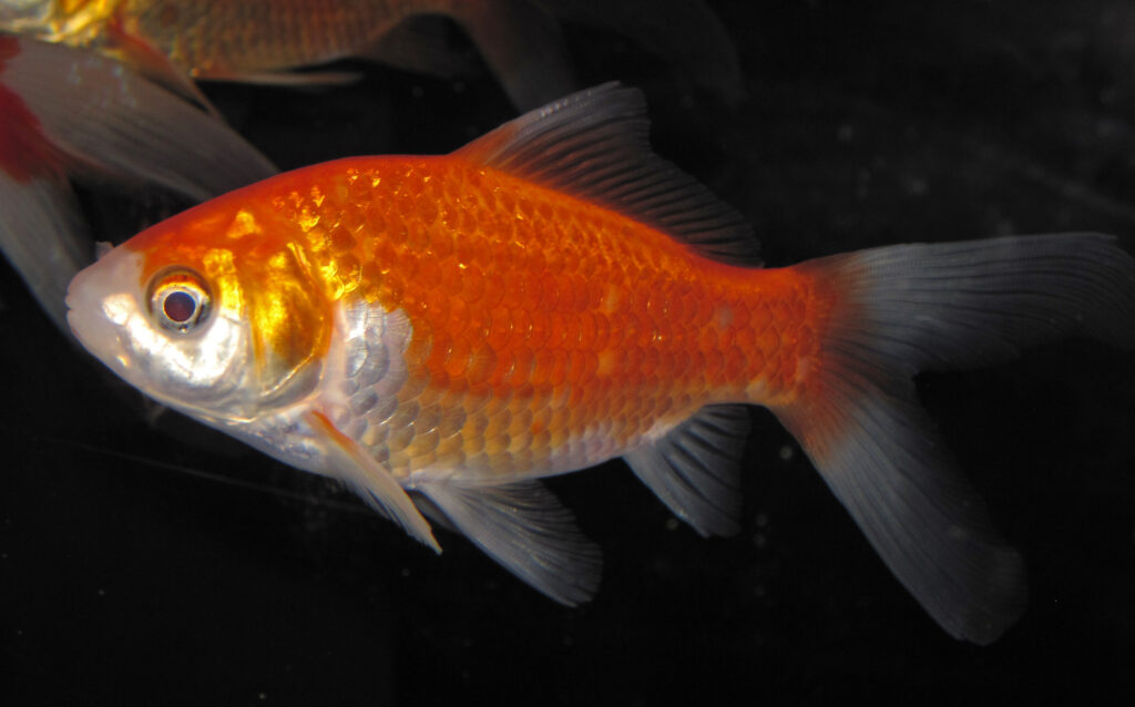 Золотая рыбка Carassius auratus — холодноводный вид, не для тропического общего аквариума